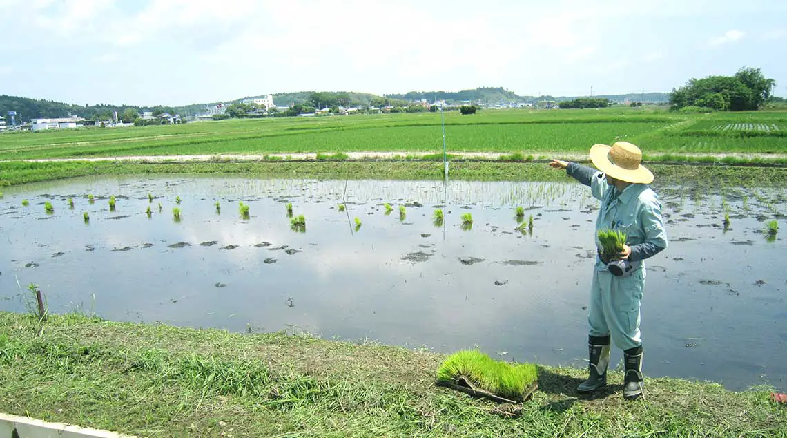 So pflanzt du Reis in Japan