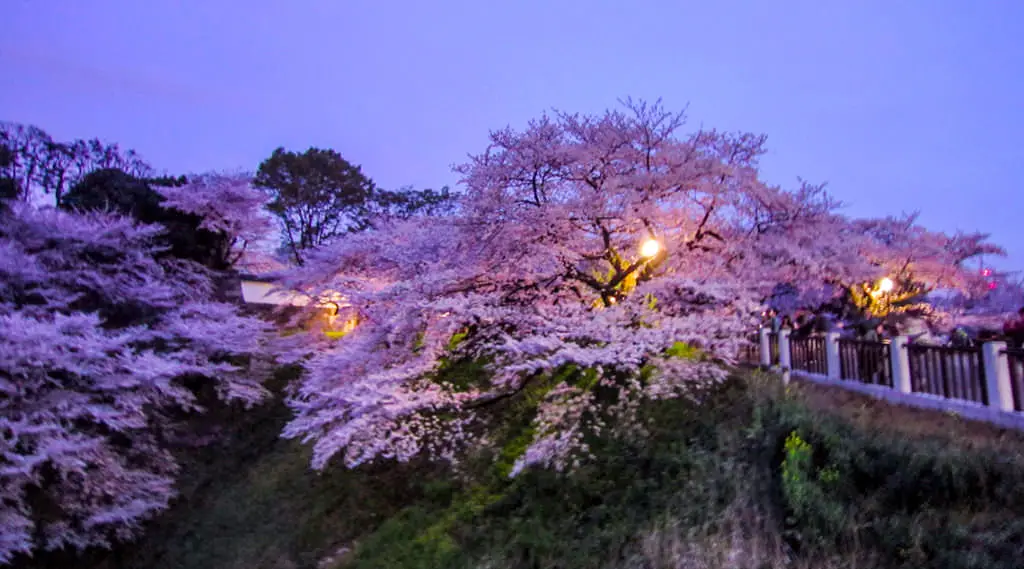 Japans einzigartige Kirschblüte