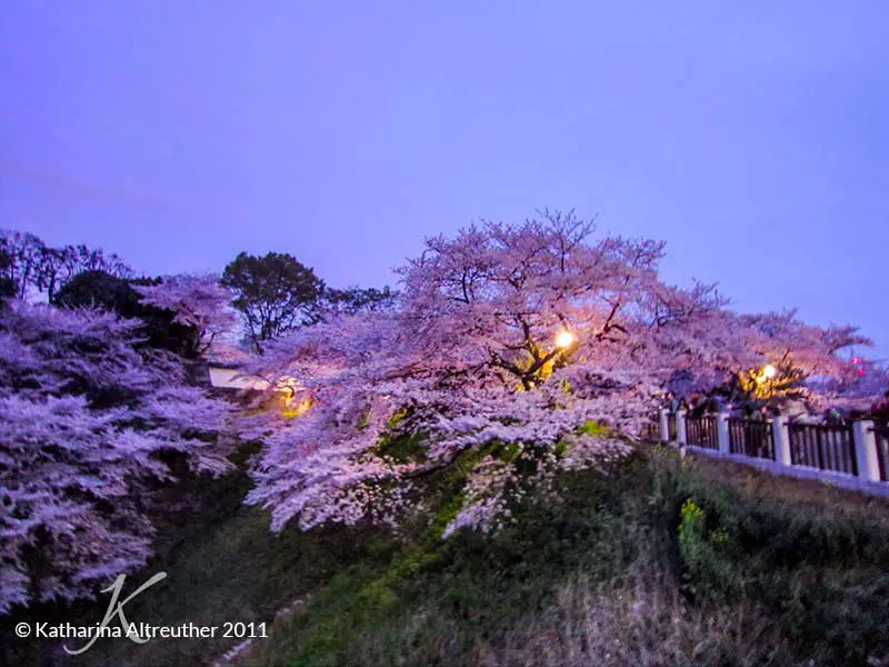 Japans einzigartige Kirschblüten