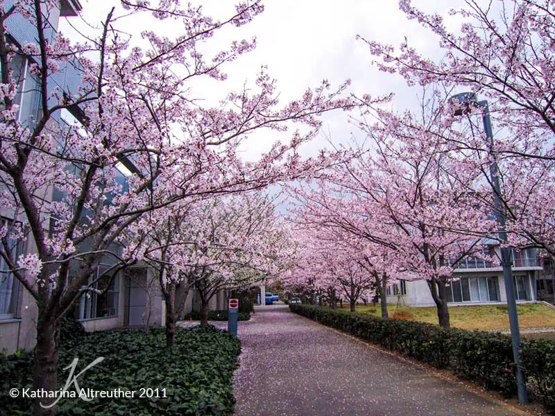 Japans einzigartige Kirschblüten