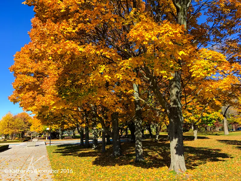 Herbstliche Laubfärbung auf den Toronto Islands