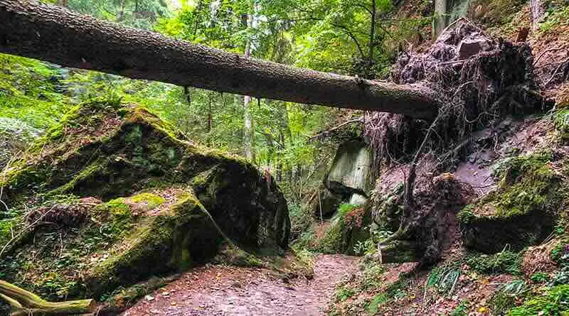 Naturparadies Sächsische Schweiz