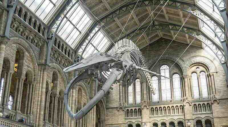 Ein Besuch im Natural History Museum in London
