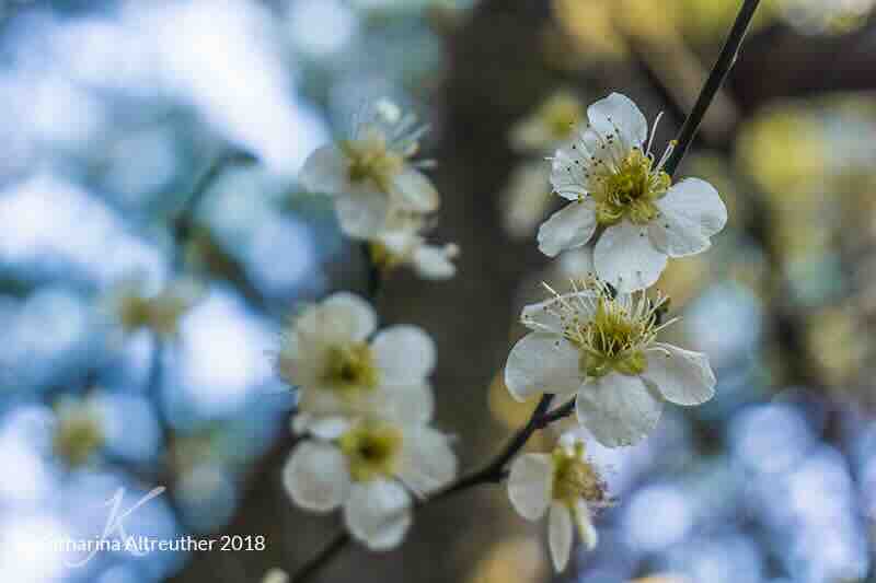 Kirschblüten am Kashima-Schrein