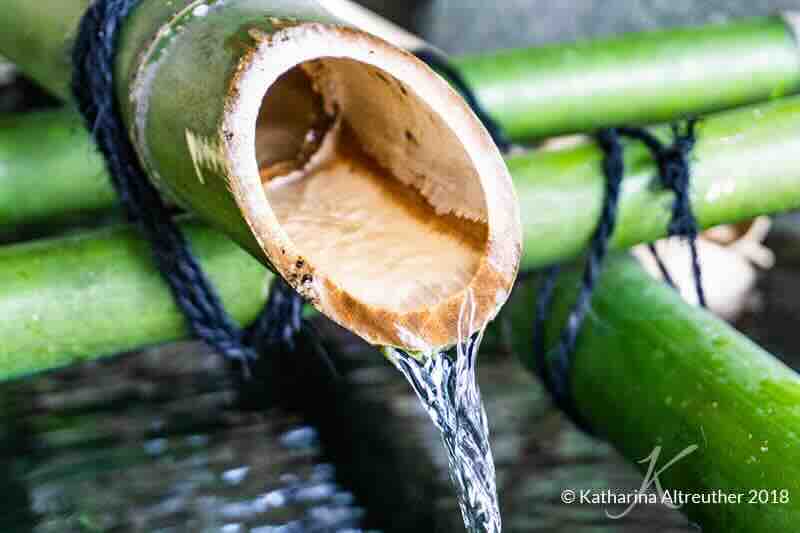 Bambusrohr aus dem Wasser kommt