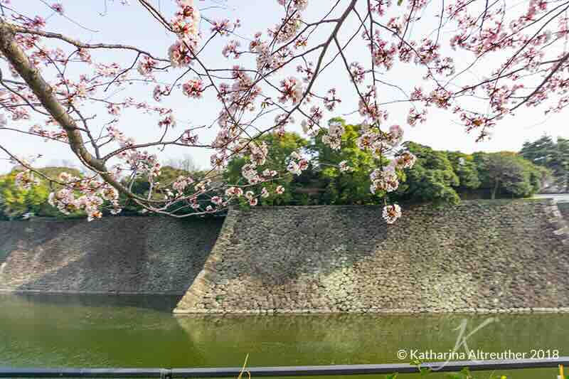 Kirschblüten am Kaiserpalast in Tokio