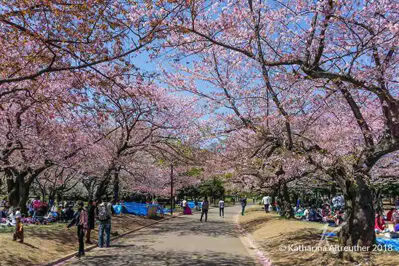 Kirschblüten im Ueno-Park in Tokio
