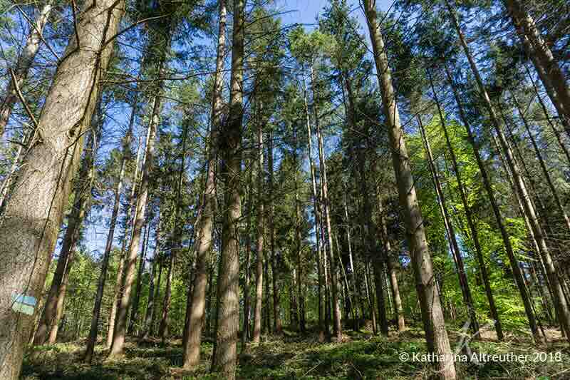 Tolle Wälder auf Rügen Tolle Wälder auf Rügen