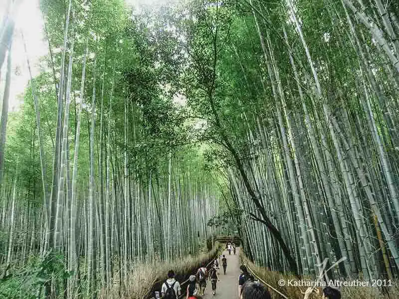 Der Bambuswald in Arashiyama in Kyōto
