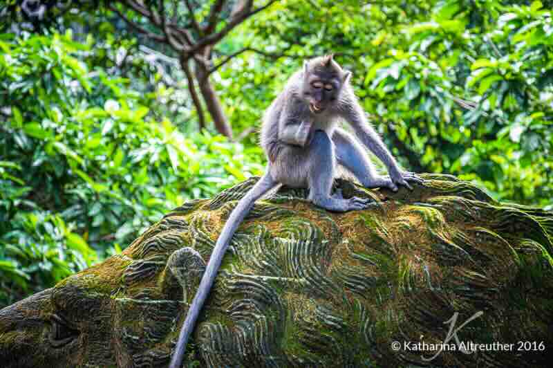 Der Sacred Monkey Forest auf Bali