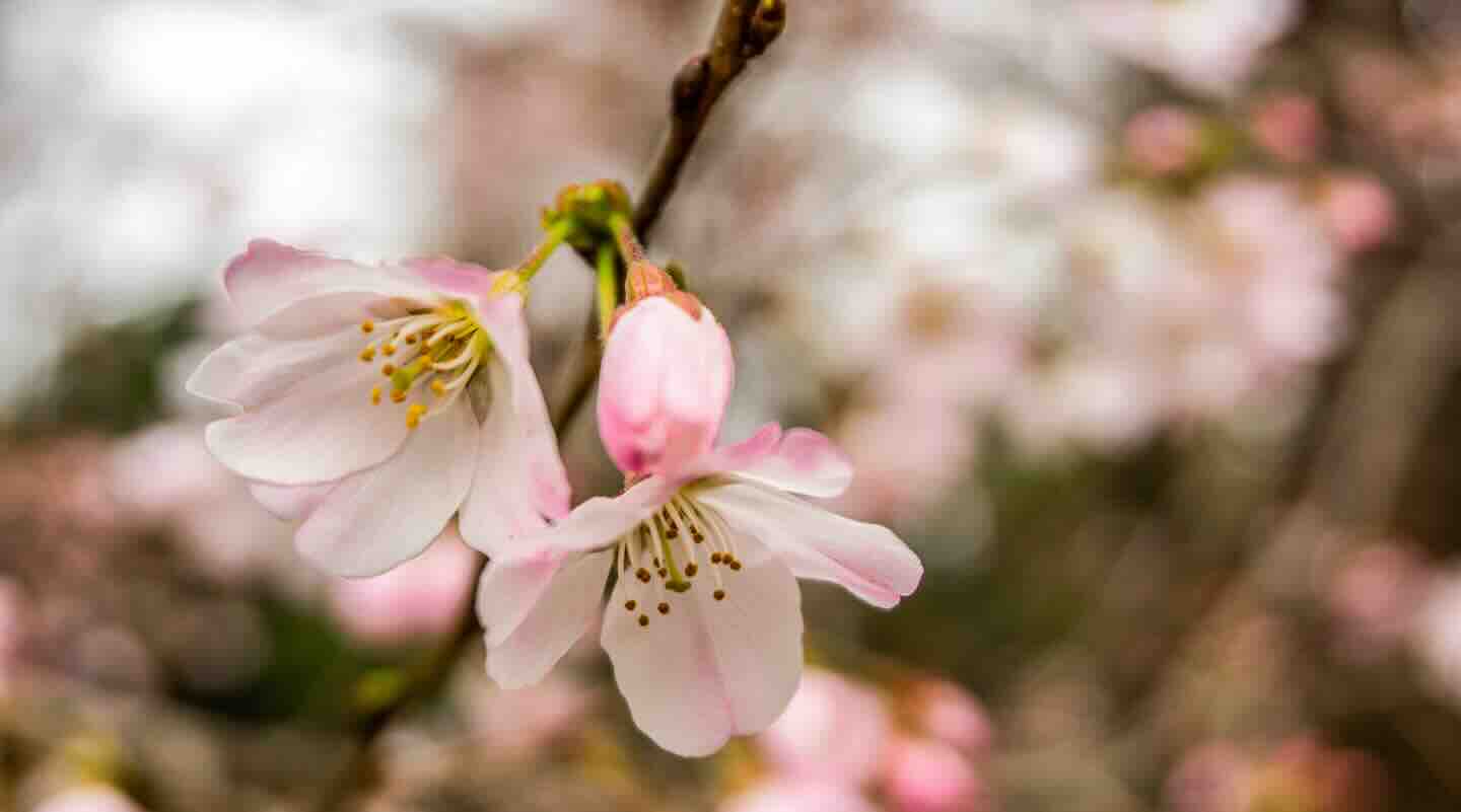 Sakura in Japan – Alles, was du zu den Kirschblüten in Japan wissen musst
