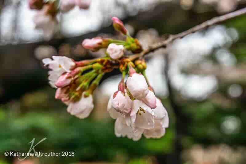 Kirschblüten in Japan