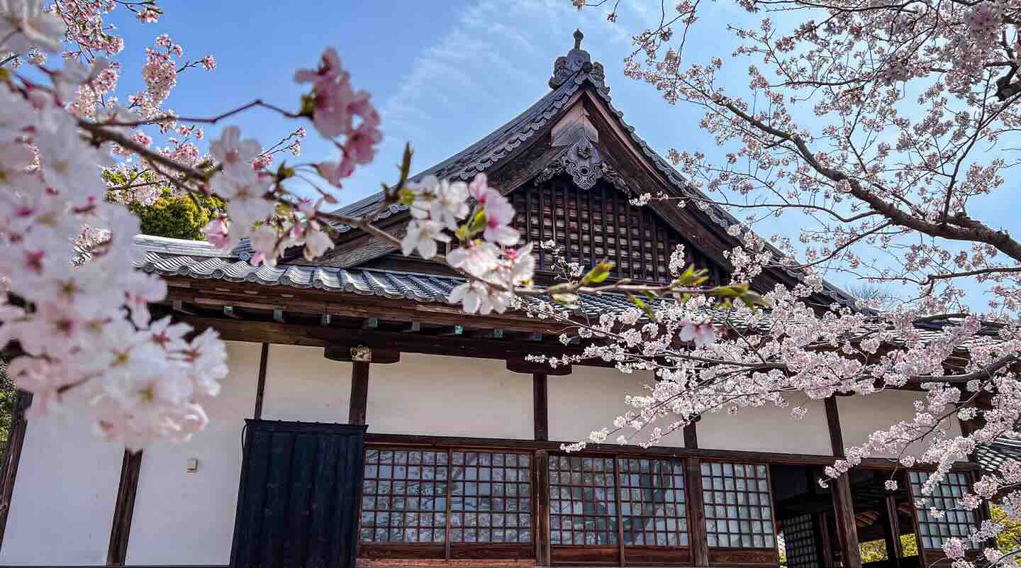 Hanami – Das Fest um die japanische Kirschblüte